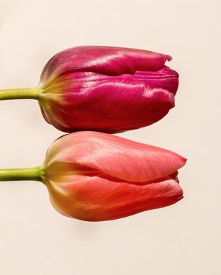 two tulips