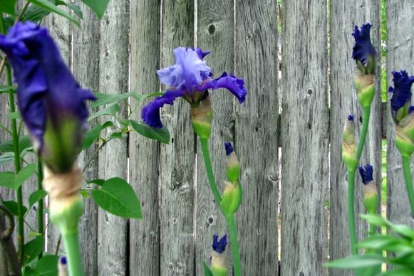 twotone purple irises