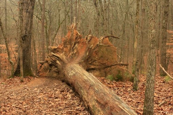 uprooted tree on trail at redtop mountain state park georgia