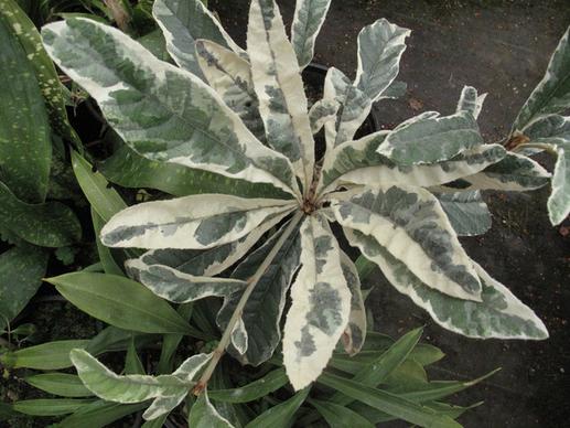 variegated eriobotrya loquat