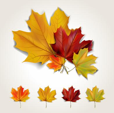 various autumn leaves vector set