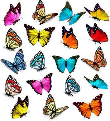 various beautiful butterflies vector