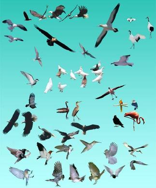 various birds summary