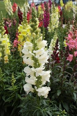 various colored snapdragons