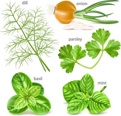 various herbs vector