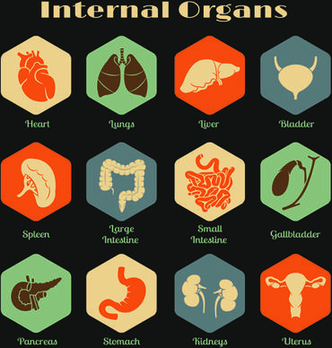various internal organs icons design vector