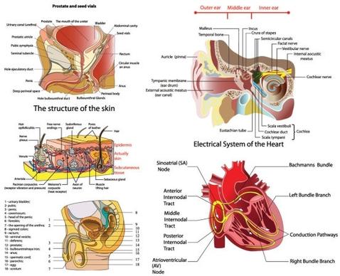 vector diagram of human organs