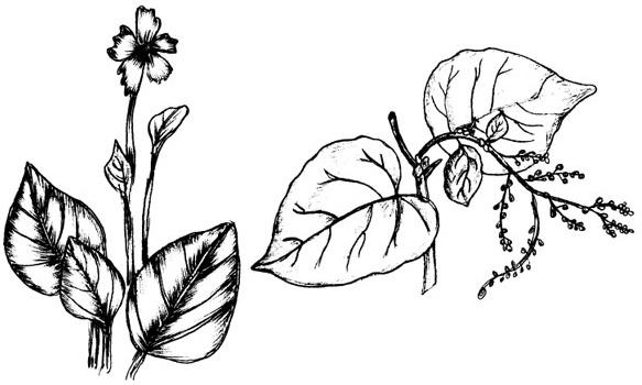 vector plant