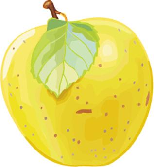 vector yellow pear design graphics