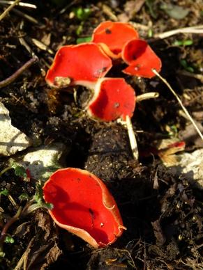 vermilion kelchbecherling mushroom scarlet kelchbecherling