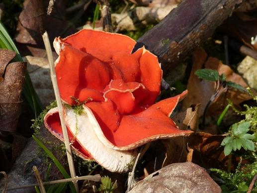 vermilion kelchbecherling mushroom scarlet kelchbecherling