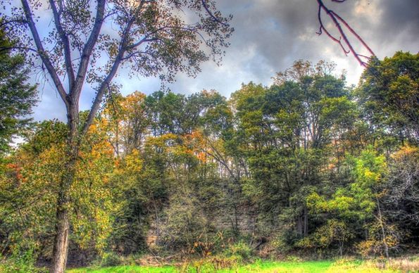 view of trees at apple river canyon state park illinois
