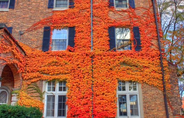 vines growing on walls in madison wisconsin