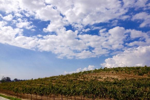 vineyard on hill under clouds