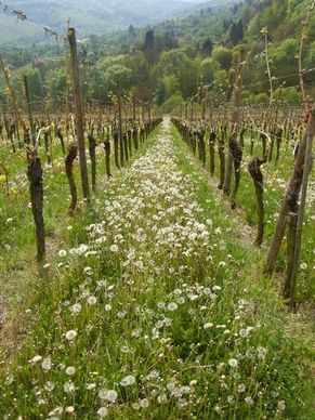 vineyard wine dandelion