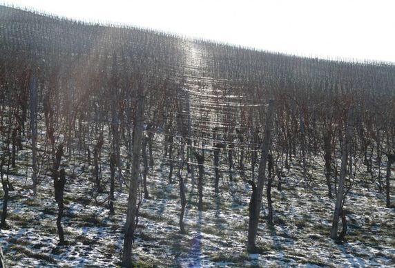 vineyard winter back light