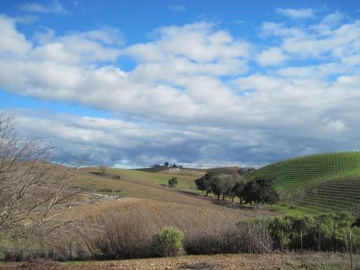 vineyard winter wintry