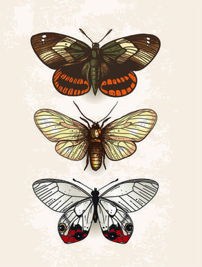 vintage butterflies specimen design vector