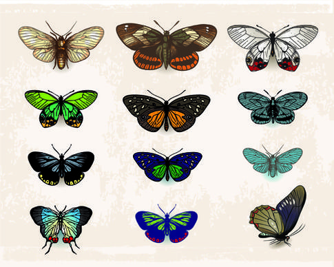 vintage butterflies specimen design vector