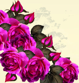 vintage purple roses vector set