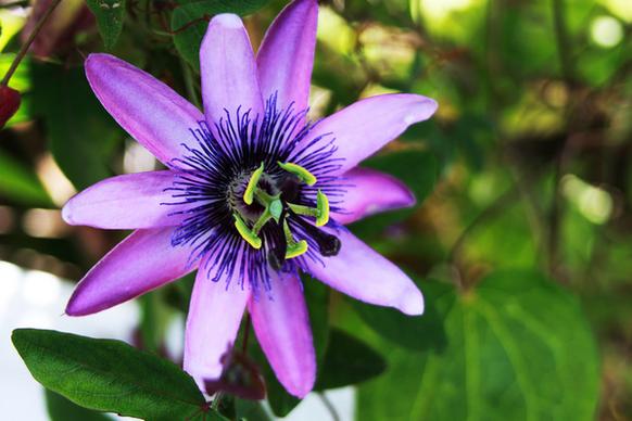 violet passionfruit flower