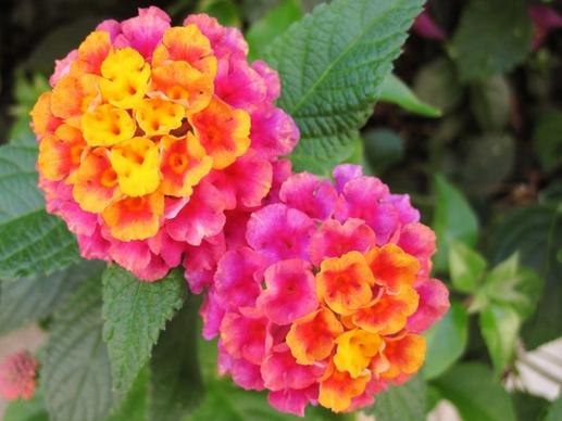 vivid color flowers