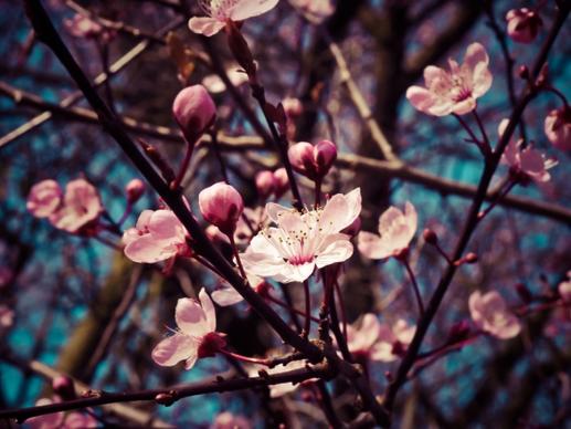 vivid color of cherry blossom or sakura flower on blue sky