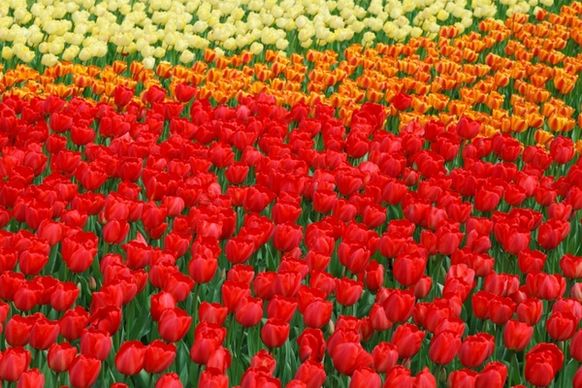 vivid color tulips