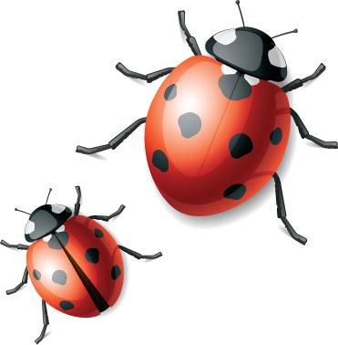 vivid ladybug design vector