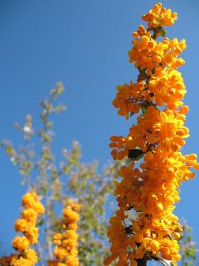 vivid orange flowers