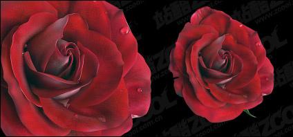 Vivid red roses