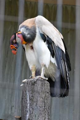 vulture bird picture elegant closeup
