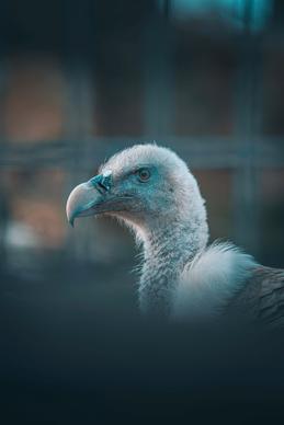 vulture picture contrast closeup 