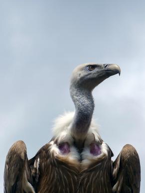vulture picture realistic closeup 