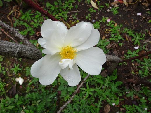 wakefield park garden near cavendish old style single white rose