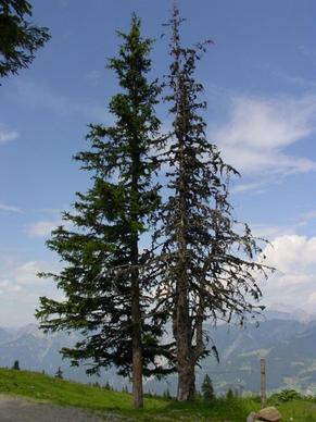 waldsterben conifer spruce