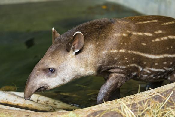 walking baby tapir