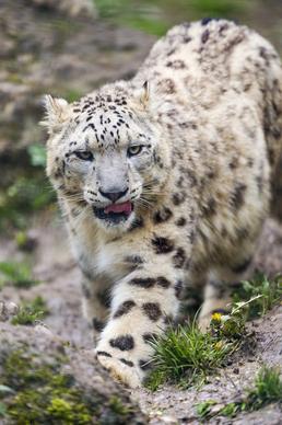 walking snow leopard