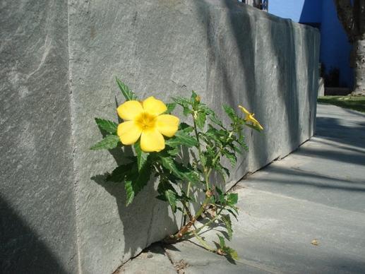wall flower roadside plant