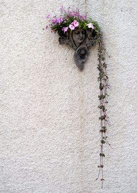 wall flowers plants