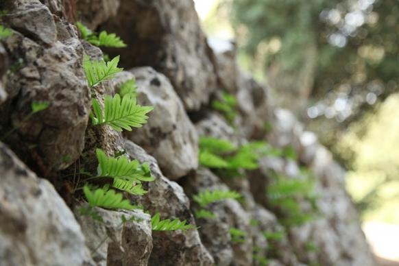wall leaves stone wall