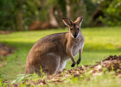 wallaby kangaroo picture elegant realistic