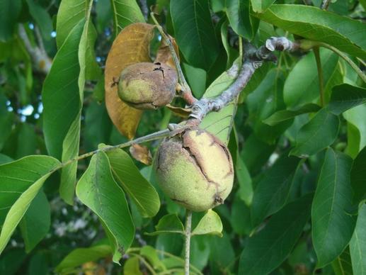 walnut nut tree