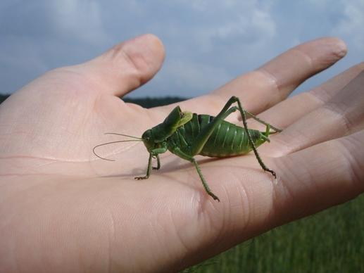 wart-biter decticus verrucivorus grasshopper