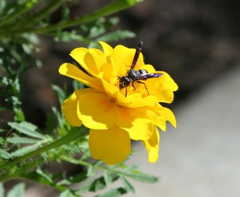 wasp bee hornet
