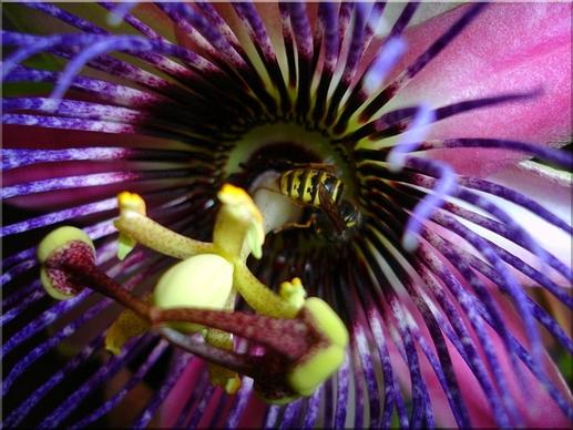 wasp insect passion flower