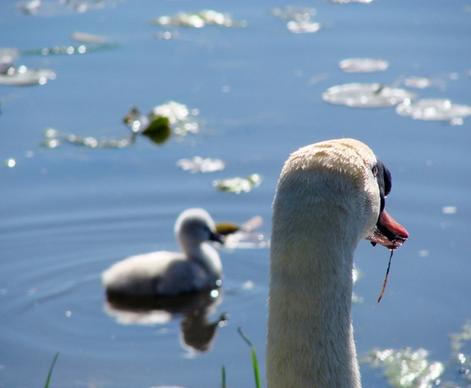watchful eye of the father swan