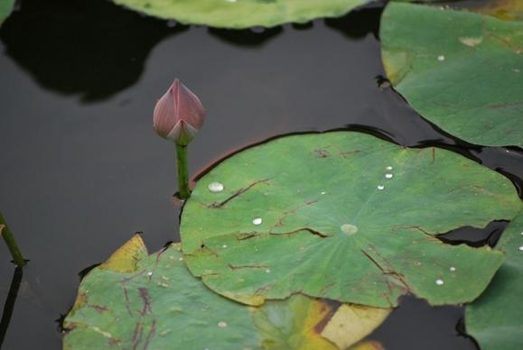 water drops on lily pad