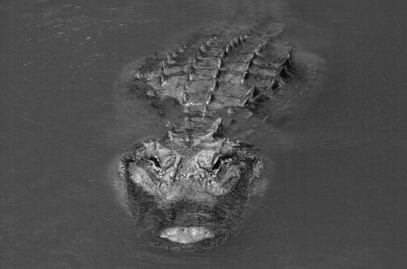 water gator pond