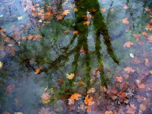 water leaves reflections